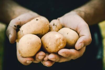 Agrar-Übersetzer besucht PotatoEurope